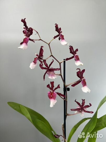 Горшечные цветы