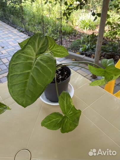 Сингониум White Butterfly/Белая бабочка