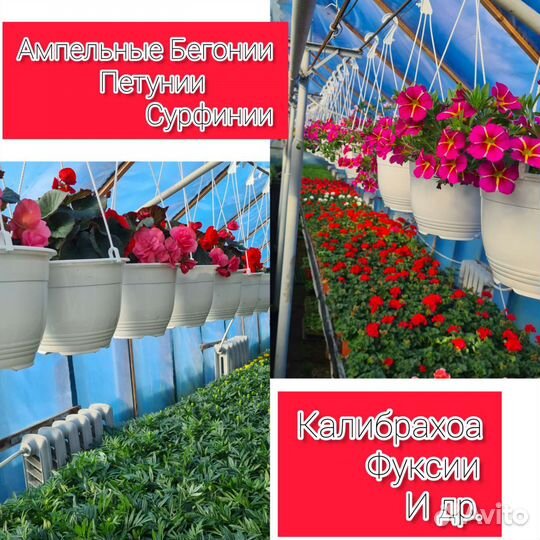 Рассада цветов и овощей. Готовые кашпо