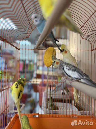 Попугай корелла