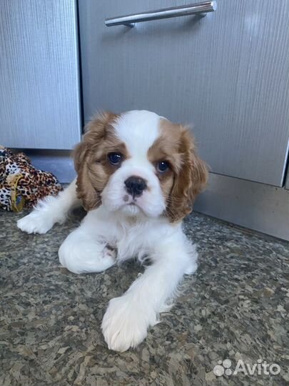 Кавалер кинг чарльз спаниель