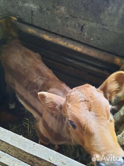 Телята на продажу