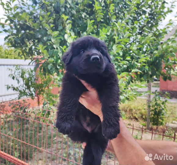 Щенки немецкой овчарки