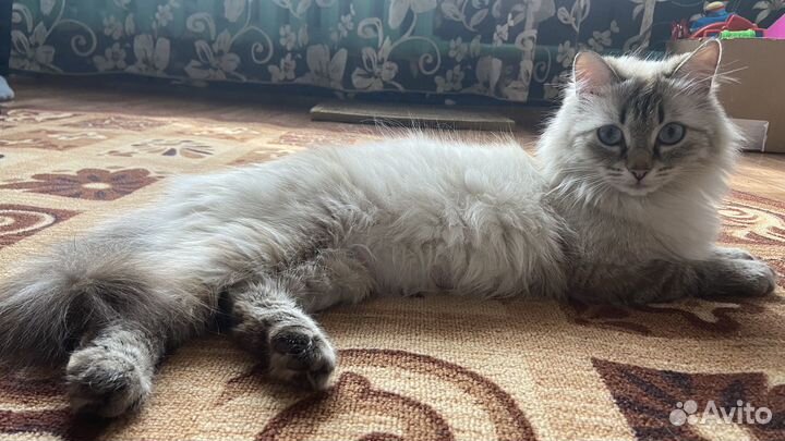 Котята в добрые руки даром девочки