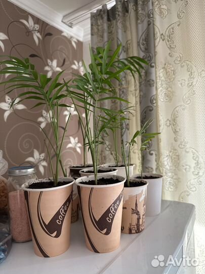 Пальма хамедорея