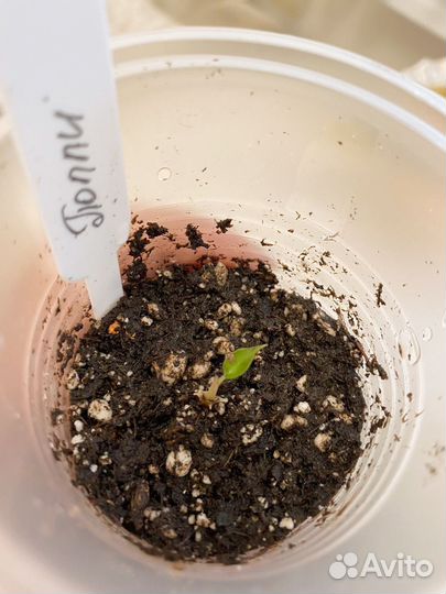 Орхидея дендробиум нобиле и Алоказия Полли