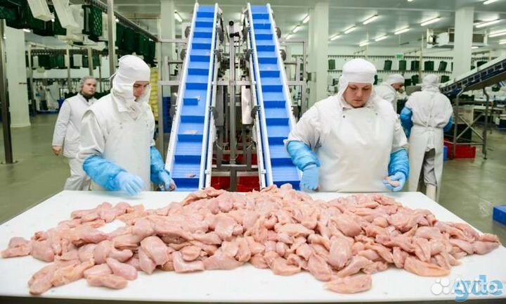 Работа на птицефабрике, комфортные условия