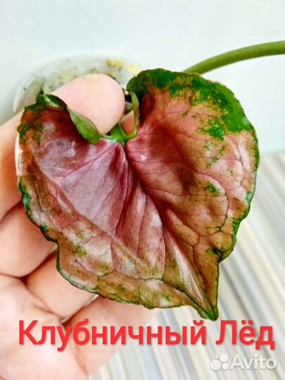 Орм Нак,Макрофиллум,Ред Спот, Венеция