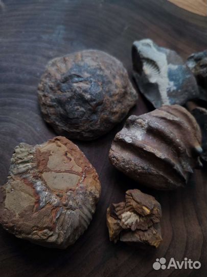 Окаменелости