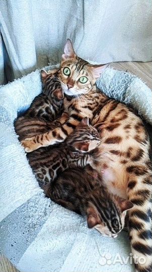 Бенгальская котята