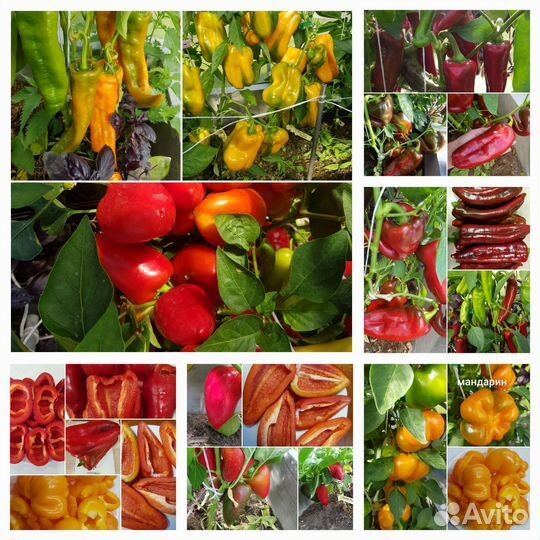Семена сортовых томатов и перцев