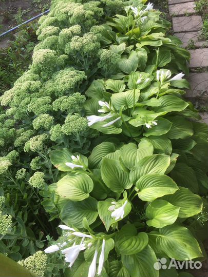 Продаю хосту (растение)