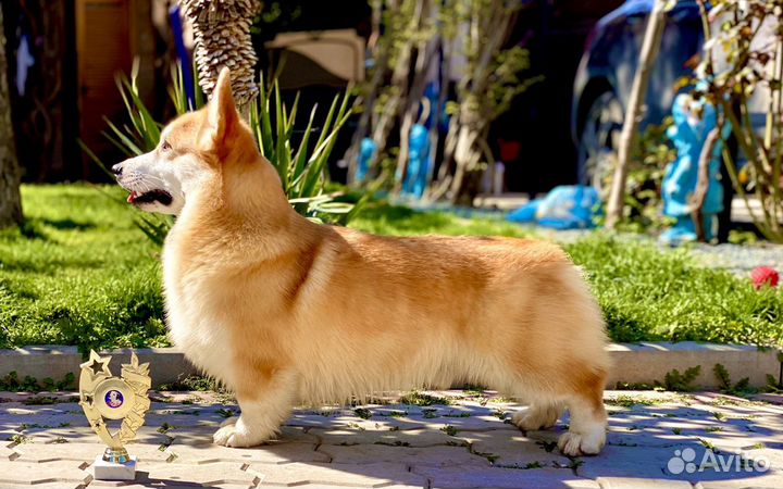 Кобель Корги