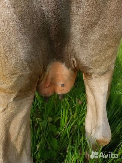 Коровы нетели