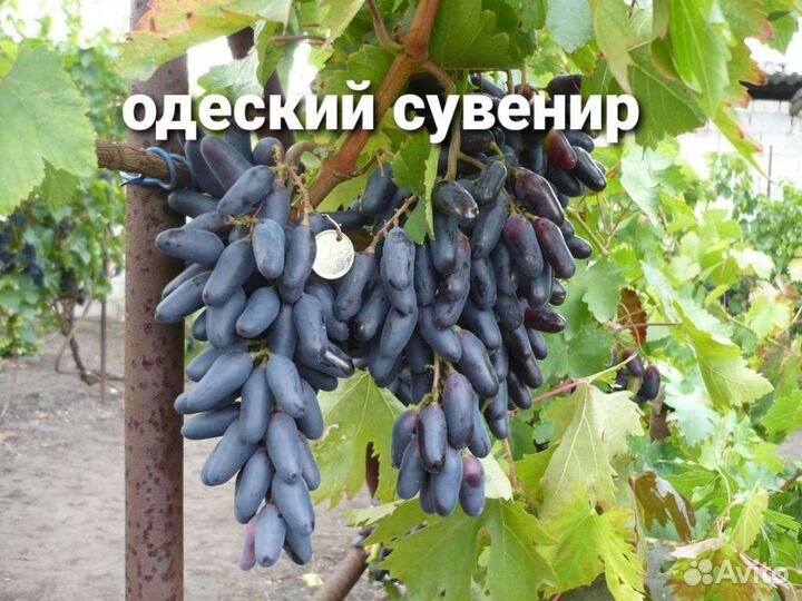 Саженцы Винограда