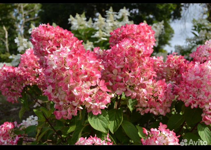 Гортензии Полярный Мишка Фантом