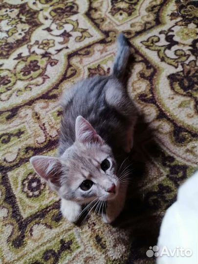 Маленький котик в добрые руки