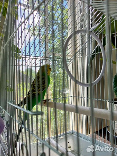 Волнистый попугай с клеткой