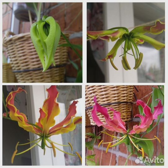 Аморфоаллюс, глориоза