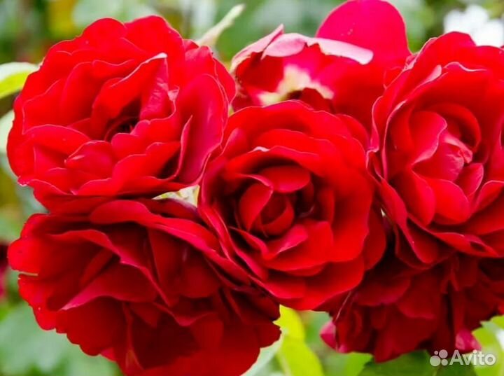 Роза плетистая Амадеус