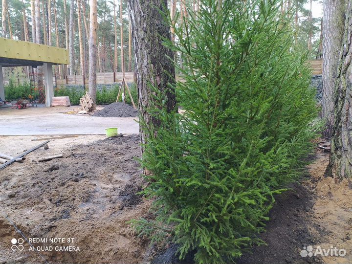 Ель / Сосна / Кедр осенняя зимняя посадка