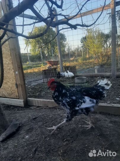 Молодые петухи