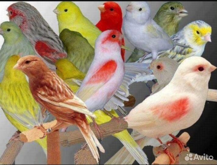 Кенара и канарейки
