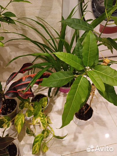 Фикус микрокарпа бонсай и 8 других цветов