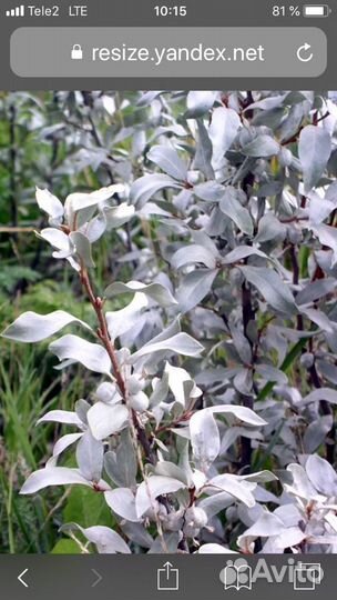 Лох серебристый