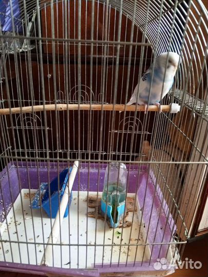 Волнистый попугай с клеткой