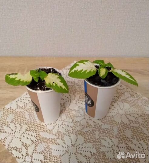 Комнатные цветы