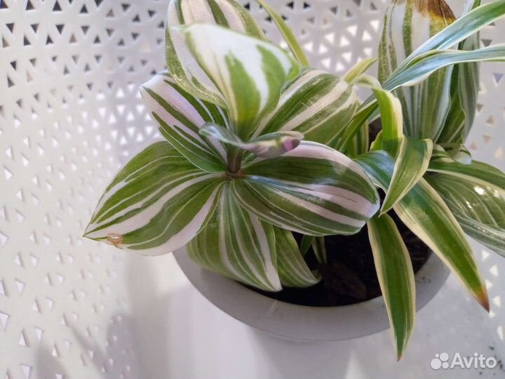 Комнатные растения