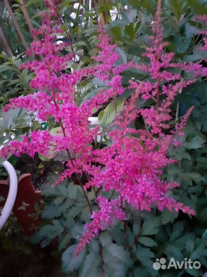 Астильба серебристо-розовая махровая