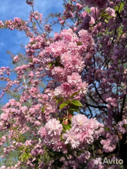 Сакура саженцы