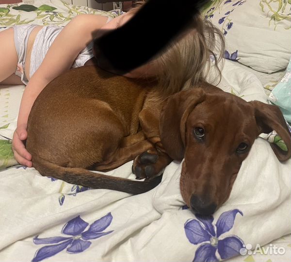 Щенок Таксы