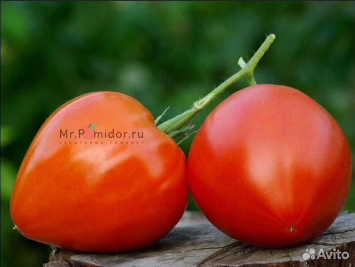 Семена томата Бабушкино Бычье Сердце