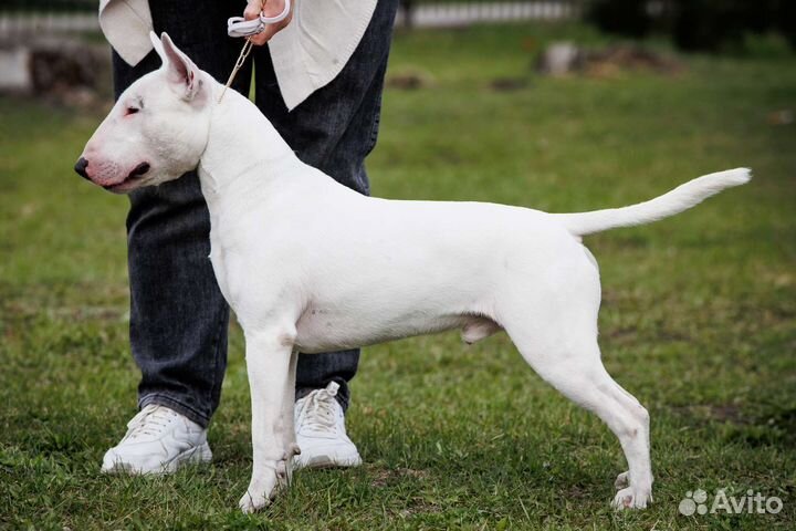 Вязка Бультерьер