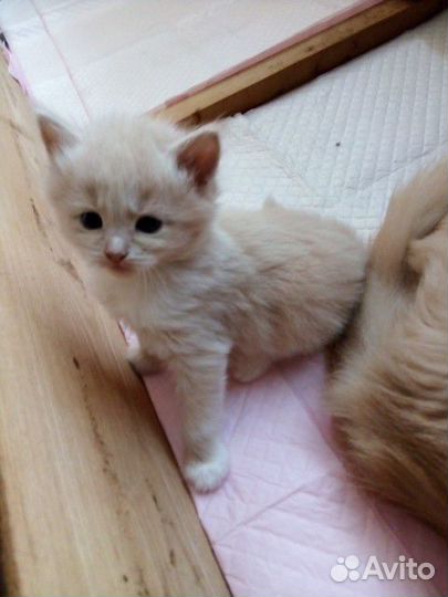 Кошки