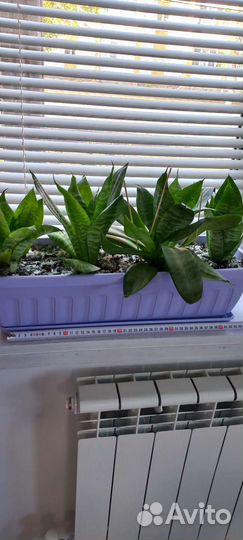 Сансевиерия