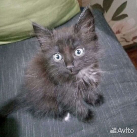 Красивый умный котенок мальчик в хорошие руки