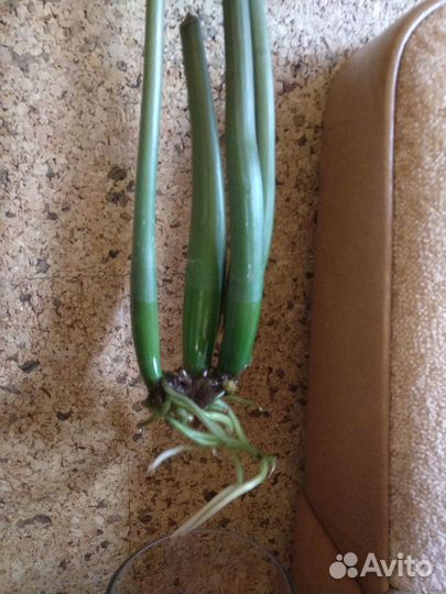 Комнатное растение Замиокулькас