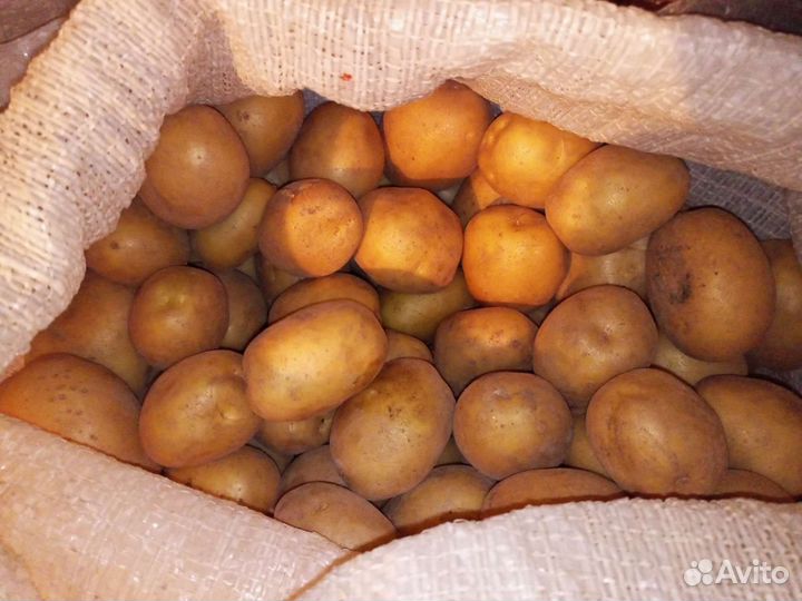 Семенной картофель сорта Радрига и Коломбо