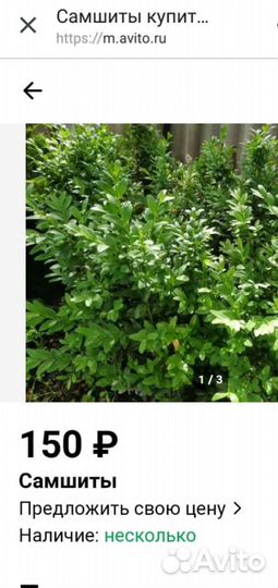 Живая изгородь