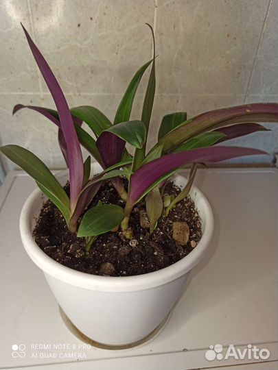 Рео комнатный неприхотливый цветок