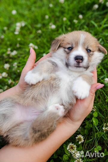 Вельш-корги пемброк