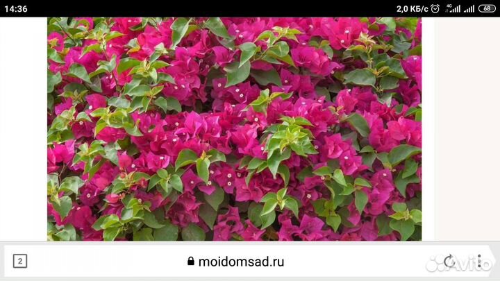 Домашние цветы