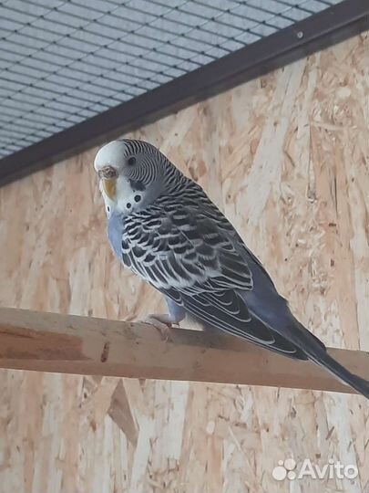 Волнистый попугай