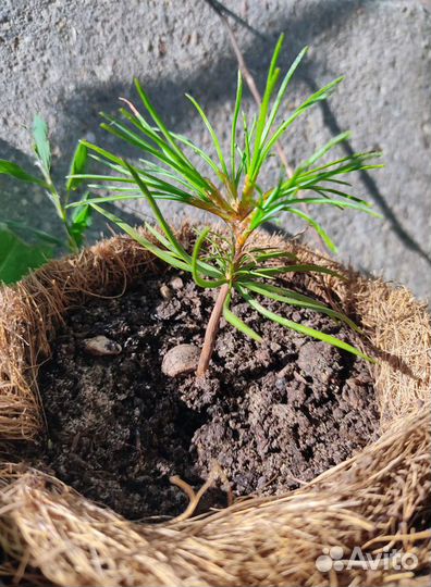 Саженцы кедра (сосна корейская)