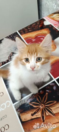 Самые красивые котята