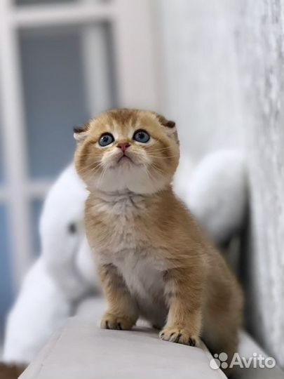 Шотландские котята